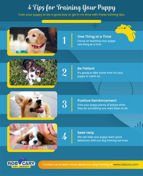 Dog Training Tips For Old Dogs PDF