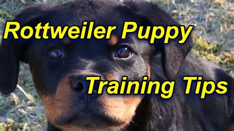 Dog Training Tips For Rottweiler Puppies Kindle Editon