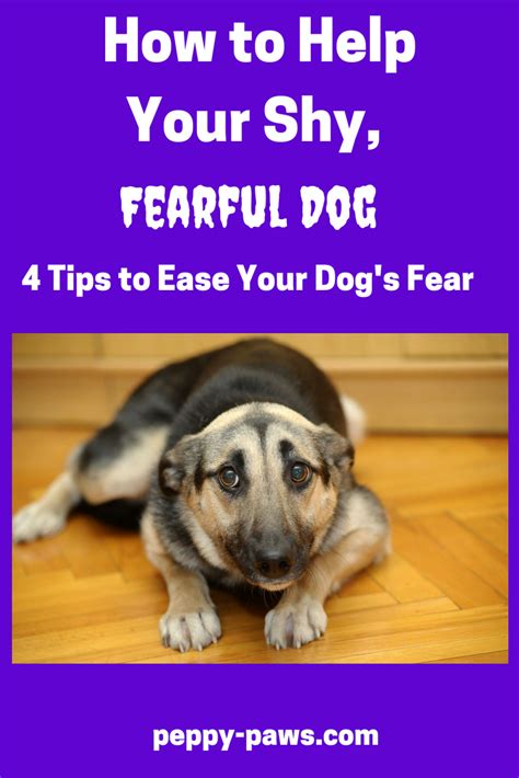 Dog Training Tips For Shy Dogs Doc