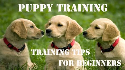 Dog Training Tips For Small Dogs Reader