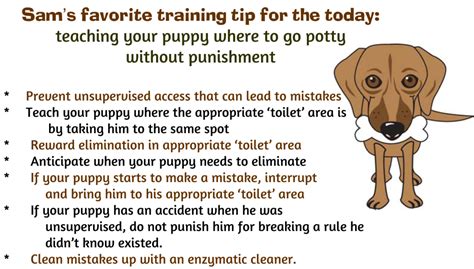 Dog Training Tips House Training PDF