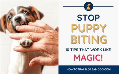 Dog Training Tips Puppy Biting Kindle Editon