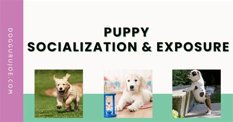 Dog Training and Socialization Research: 2025 VS 2023