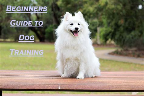 Dog Training for Beginners: Unleashing Your Furry Friend's Potential with Ray Breezy