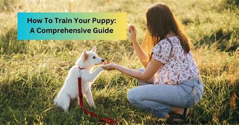 Dog Training for Dogs with Anxiety: A Comprehensive Guide