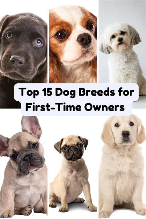 Dog Training for First-Time Owners: A Comprehensive Guide with valeriafallsx Insights