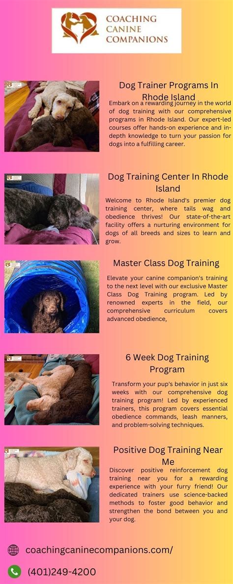 Dog Training with Junta Azuma: Unleashing Your Canine's Potential