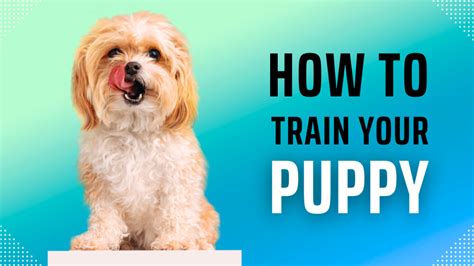 Dog Training with Shirley Orlando: Nurturing Your Canine Companion