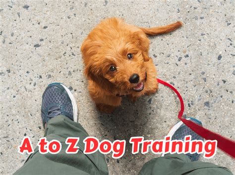 Dog Training with Teresa Larvae: Unlocking Canine Potential