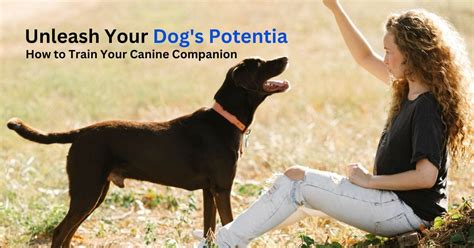 Dog Training with a Lotta Zing: Unleash Your Canine's Potential