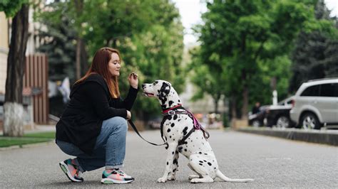 Dog Training with biancastgroat: Unleash Your Dog's Potential and Forge an Unbreakable Bond