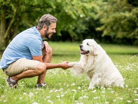 Dog Training with bmcoochi: Unlocking Canine Potential and Harmony