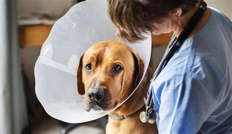 Dog Walker Cones: The Essential Guide for Professional Pet Care