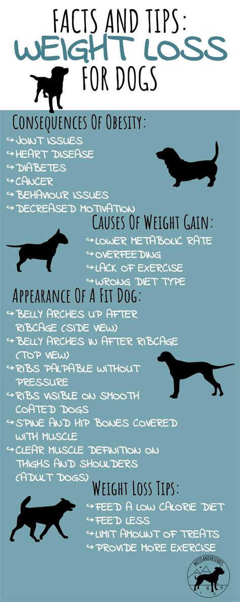 Dog Weight Management Research: New Insights for 2025