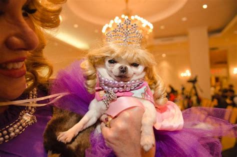 Dog beauty pageants and competitions