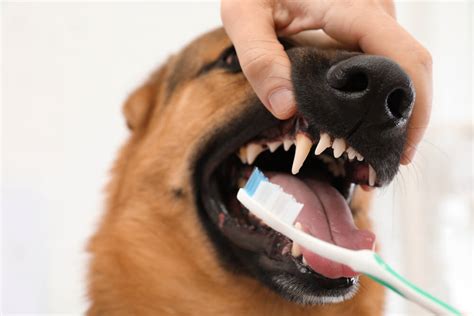 Dog dental care and hygiene