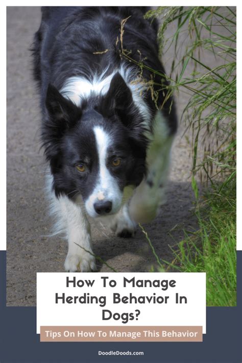 Dog herding behavior and communication