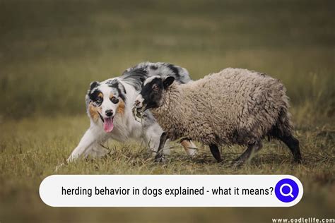 Dog herding behavior and emotions