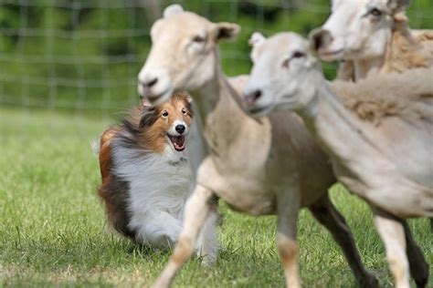 Dog herding behavior and play