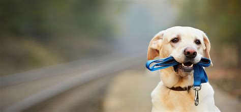 Dog leash and wildlife encounters