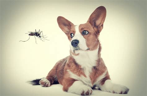 Dog mosquito repellents