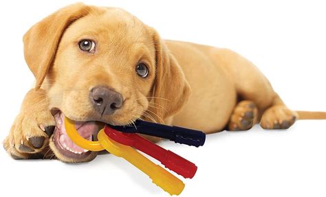 Dog toys and play types