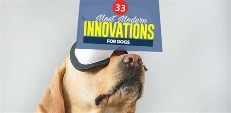 Dog training design and innovation