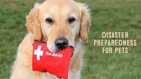 Dog wipes and pet emergency preparedness