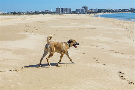 Dog-friendly Beaches and Parks: The Ultimate 2025 Guide