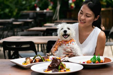 Dog-friendly restaurants and cafes