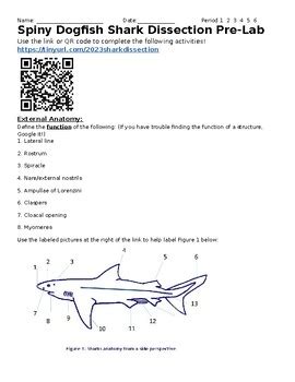 Dogfish Dissection Observation Sheet Answers PDF