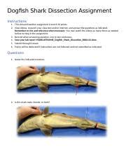 Dogfish Shark Dissection Lab Answer Doc