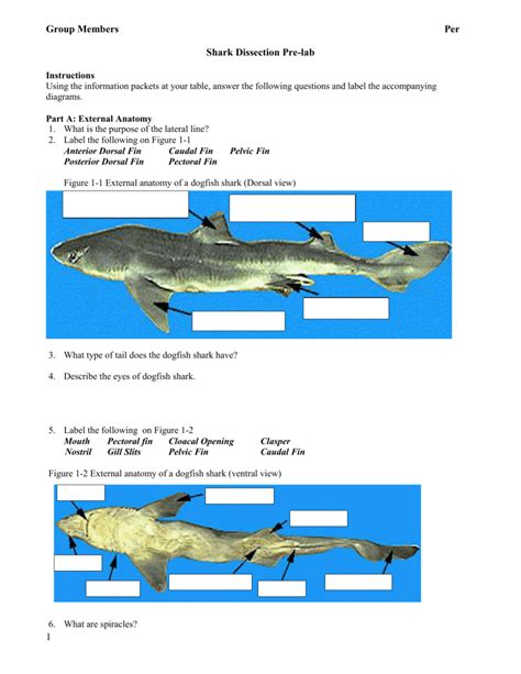Dogfish Shark Dissection Lab Answer Key Ebook Doc