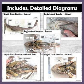 Dogfish Shark Dissection Packet Answers Kindle Editon