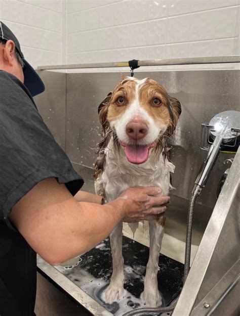 Doggie Wash Near Me: Your Ultimate Guide to 7 Easy-to-Find Locations