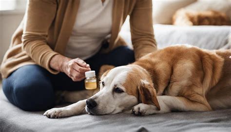 Doggone Great Relief: 5 Unmissable Arthritis Meds for Your Beloved Canine