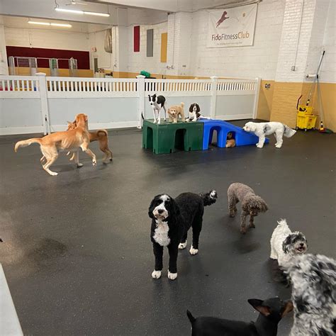 Doggy Day Care Near Me: A Comprehensive Guide to Finding the Perfect Fit