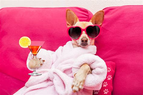 Doggy Spa Near Me: Pamper Your Pooch with Style