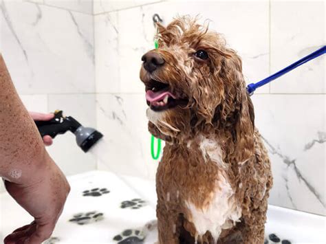 Doggy Wash Near Me: 5 Unbelievable Benefits You Can't Miss!