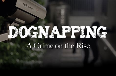 Dognapping: A Growing Crime with Devastating Consequences