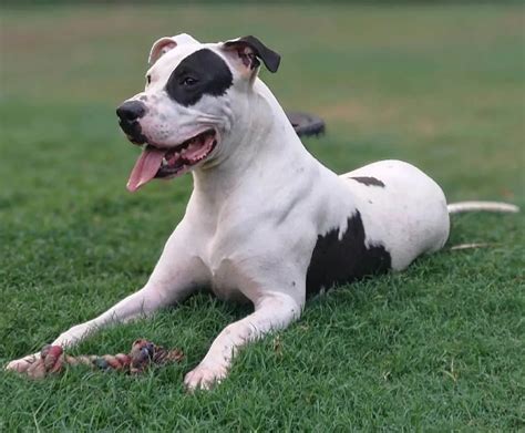 Dogo Argentino Pitbull Mix: The Ultimate Guide to Your Loyal and Protective Companion