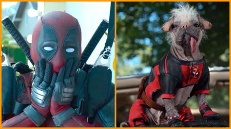 Dogpool: The Deadpool 3 Breed That Steals Hearts