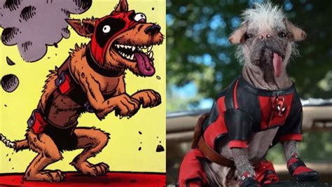 Dogpool Breed: A Match Made in Comic Book Heaven