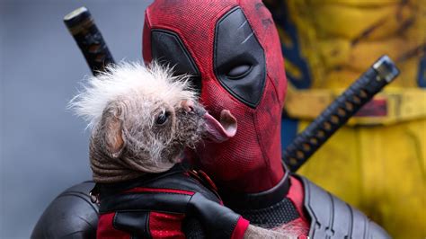 Dogpool Deadpool 3 Breed: The Perfect Pet for Superhero Aficionados