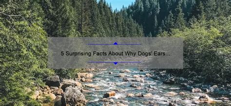 Dogs' Ears Are Warm: 5 Surprising Facts You Didn't Know