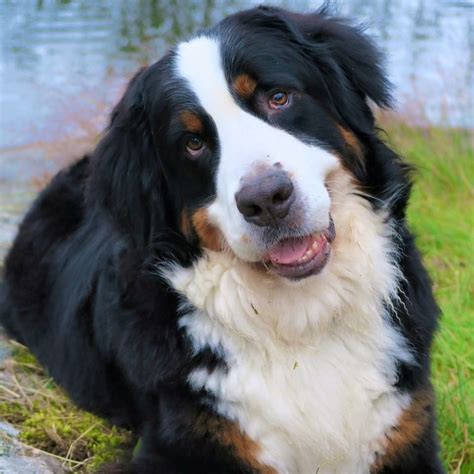 Dogs 101: The Gentle Giants – Bernese Mountain Dogs