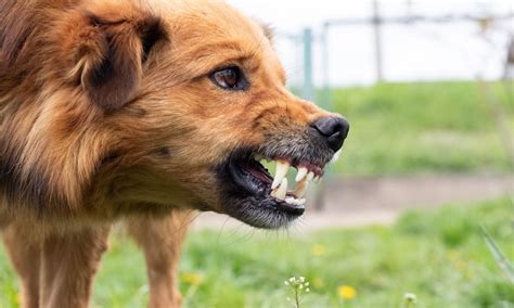 Dogs Attacked: A Comprehensive Guide to Understanding and Preventing Animal Aggression