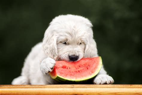 Dogs Eating Watermelon: The Ultimate Guide for Pet Owners