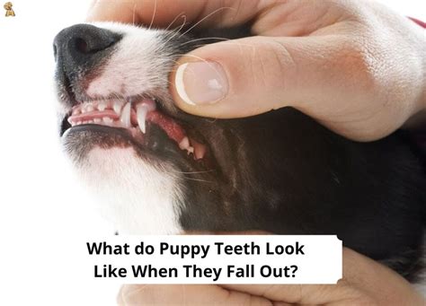 Dogs Teeth Falling Out: A Comprehensive Guide