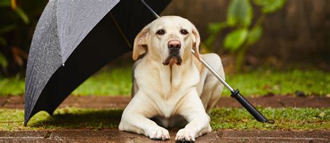 Dogs and Umbrellas: A Comprehensive Guide for Discerning Dog Owners